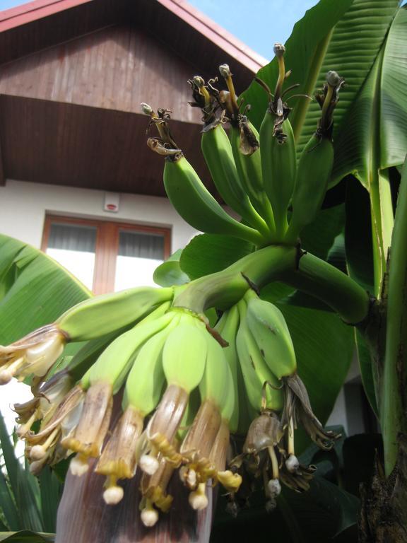Pokoje Goscinne Pod Palmami Busko Zdroj Exterior photo