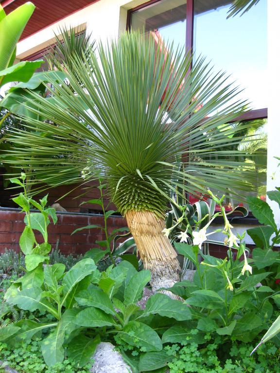 Pokoje Goscinne Pod Palmami Busko Zdroj Exterior photo